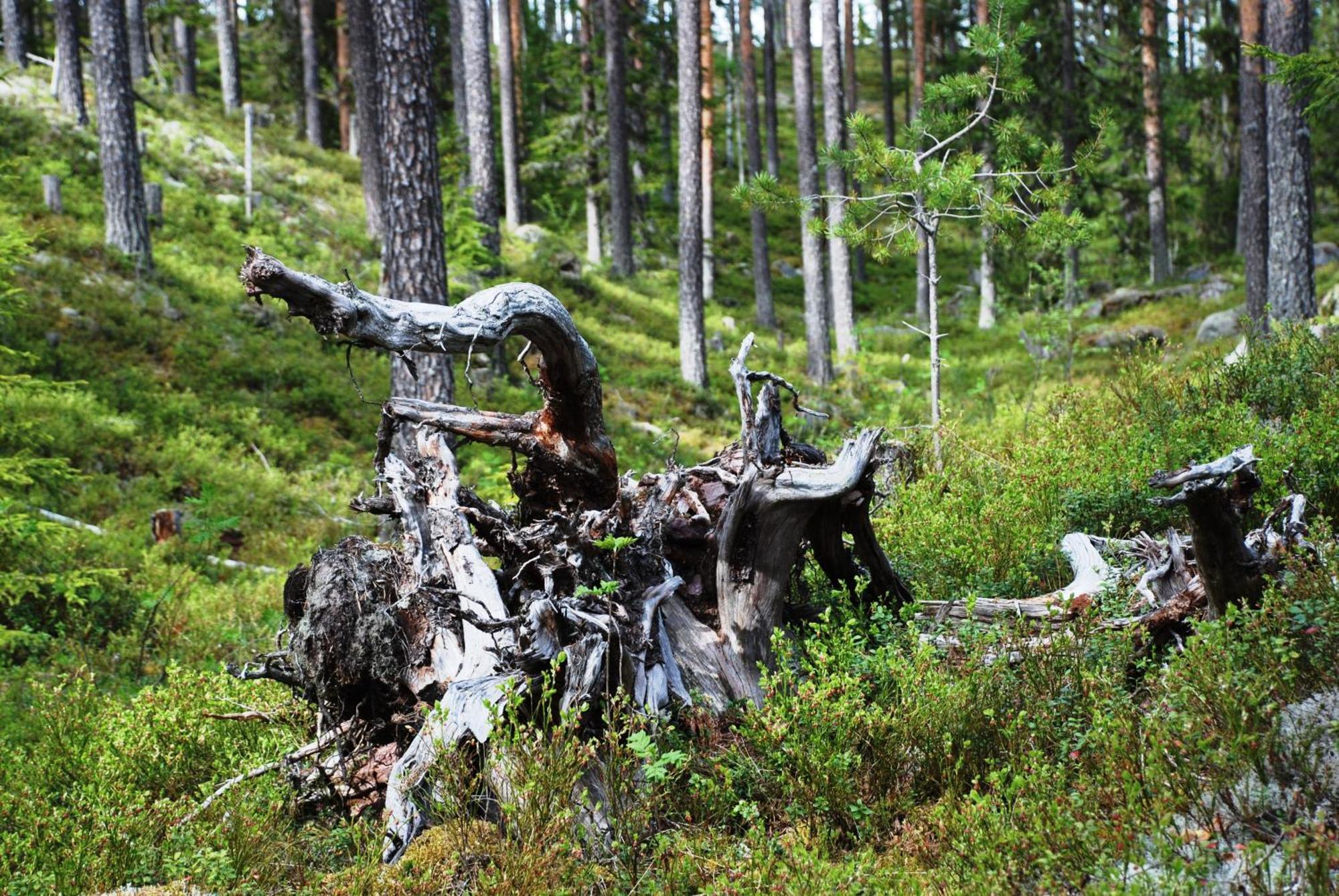 Hytte Anno 1721 Uten Internett, Strom, Vann - Men Med Rodmalt Utedo Ljørdal Exteriér fotografie